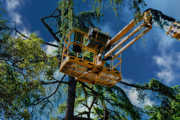 Tree Removal for Businesses in Luxora, AR